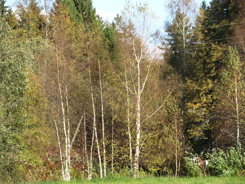 Picture 010.jpg