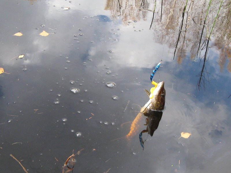 Финрыб2011 002.jpg