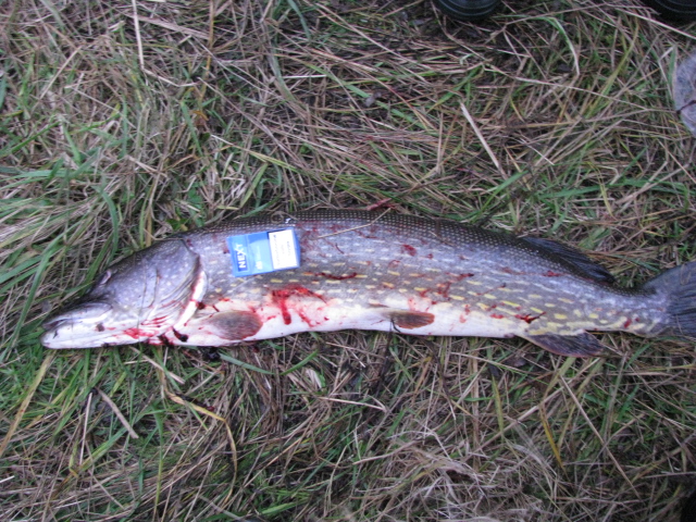 8.6kg 30.10.11..jpg