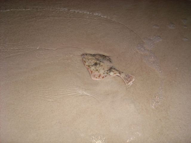 SL383890.JPG