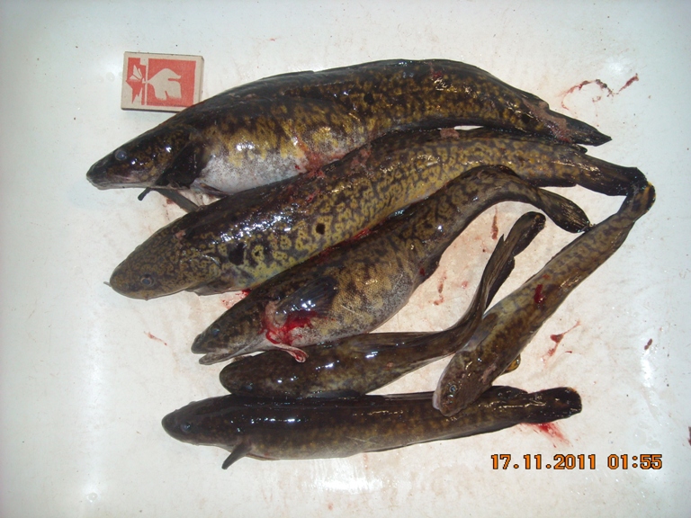 DSCN0109.jpg