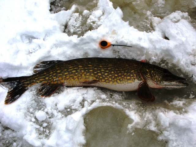 IMG_4741.jpg