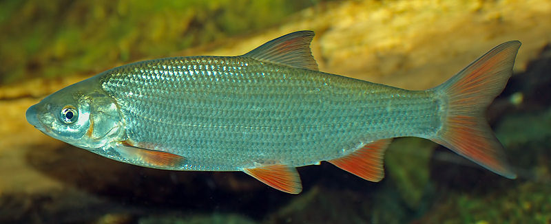 800px-Chondrostoma_nasus_(aka).jpg