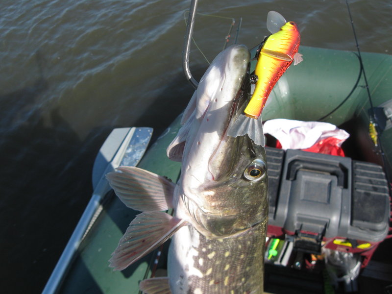 финрыб май 2012 066.jpg