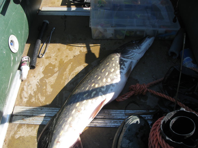 финрыб май 2012 067.jpg