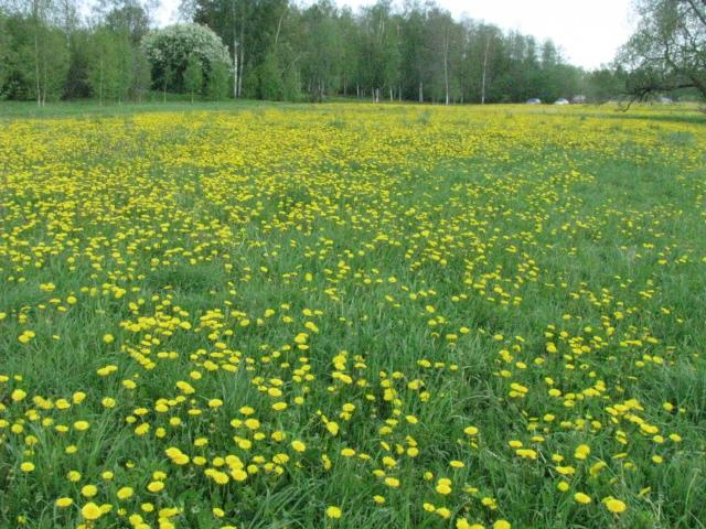 TORI 20.05.2012 001.jpg