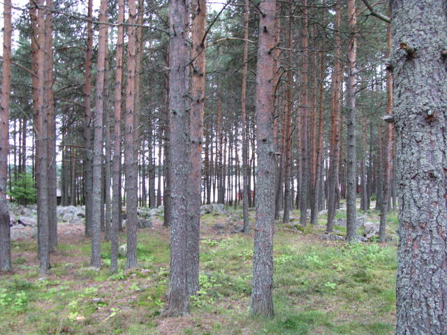 Picture 294.jpg