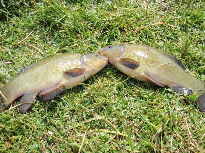 lini.jpg