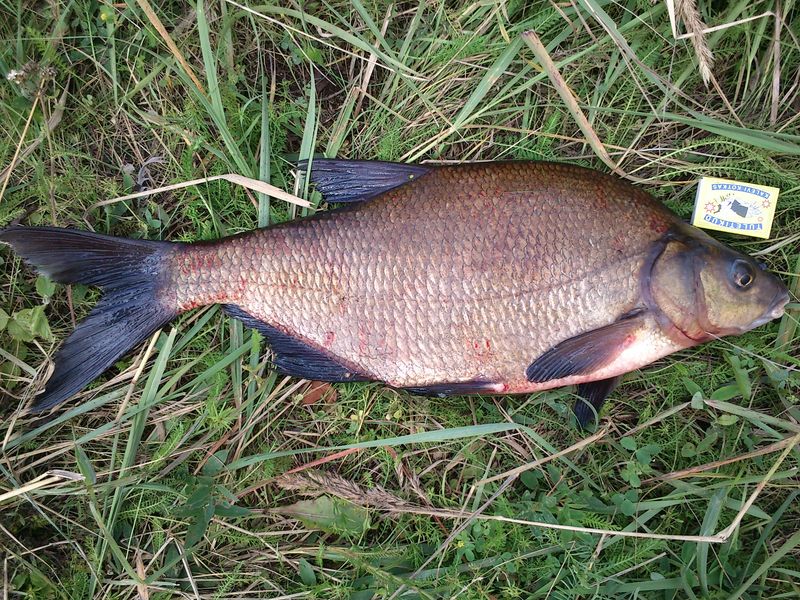 p6.jpg