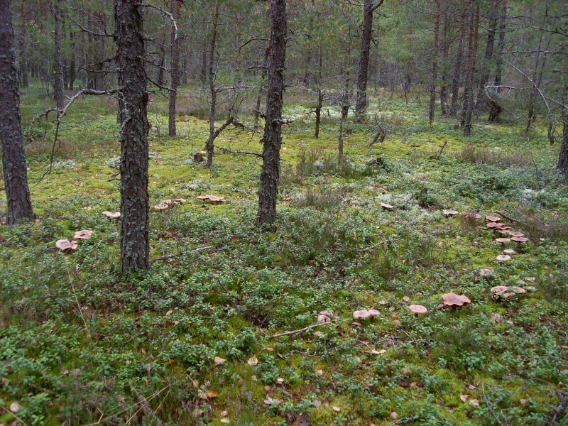 Ведьмино кольцо.