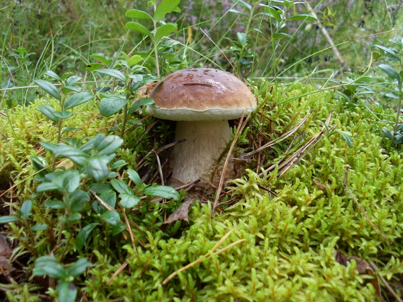 SL380011.JPG
