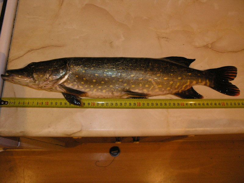 P1010531.JPG