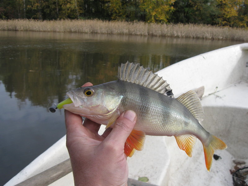 финрыб.октябрь 2012 008.jpg
