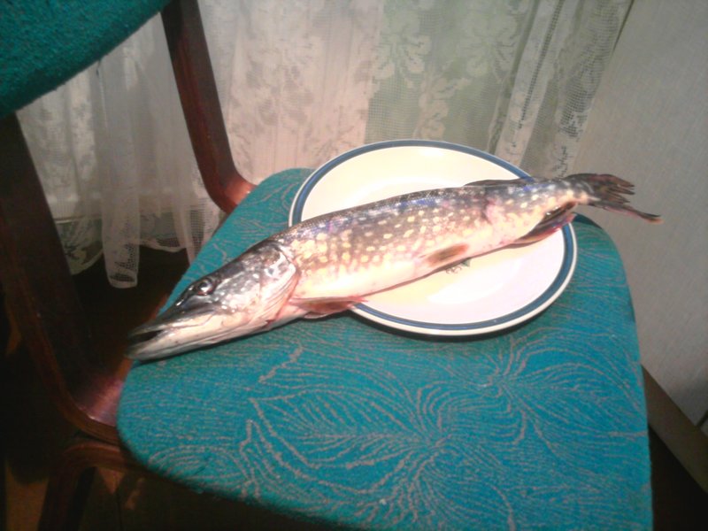 первая щука сезона