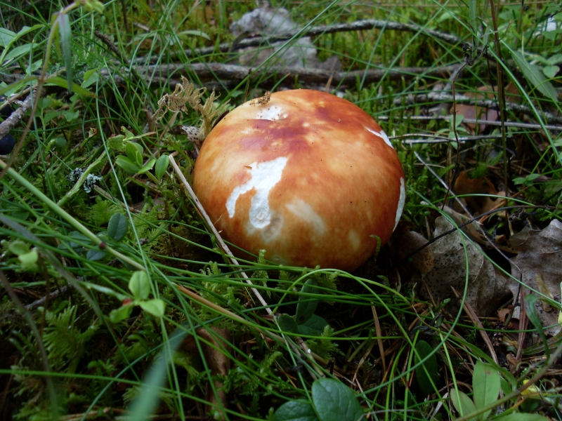 SL380765.JPG