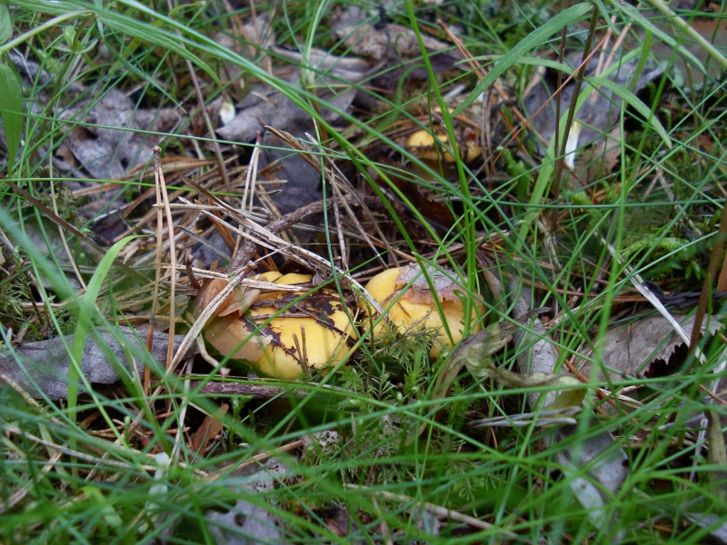 SL380767.JPG