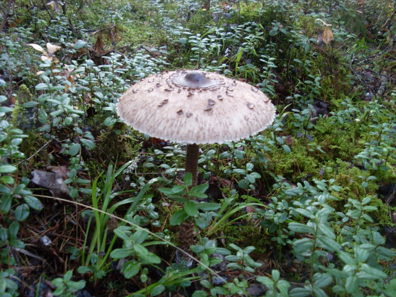 SL380876.JPG