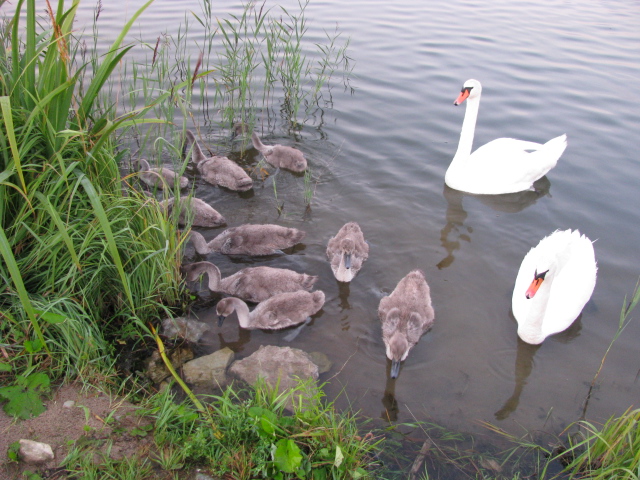Tammemäe 2013 004.jpg