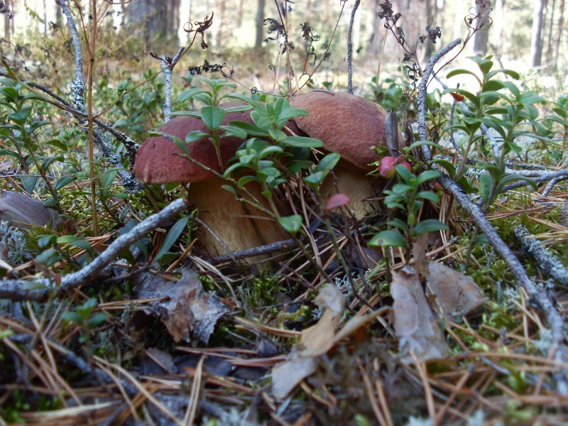 SL380889.JPG