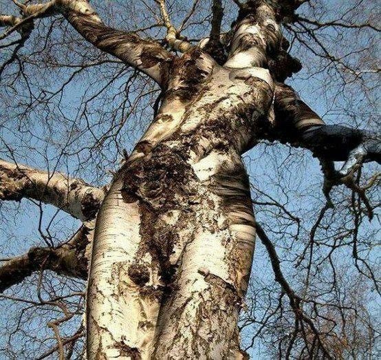 Берёзка.jpg