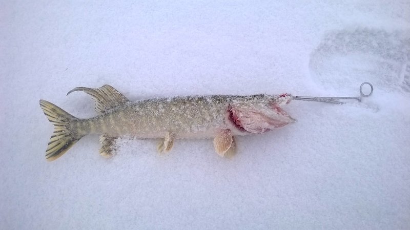WP_20140125_001.jpg