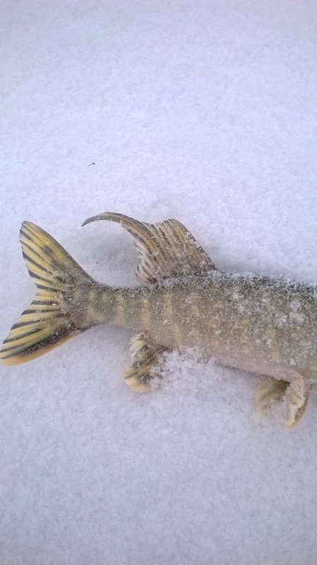 WP_20140125_002.jpg
