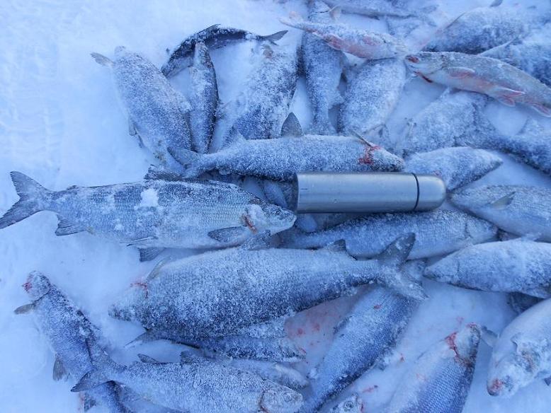 видно, какой морозный день