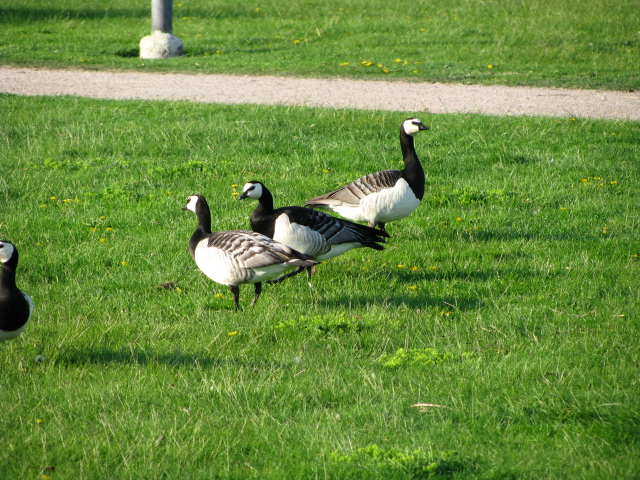 SUOMI 05.2014 041.jpg