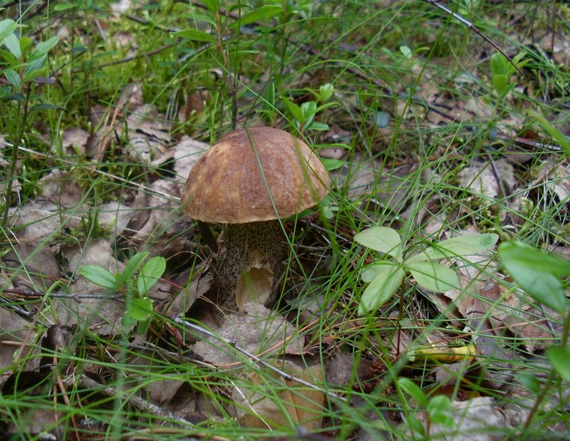 SL381161.JPG