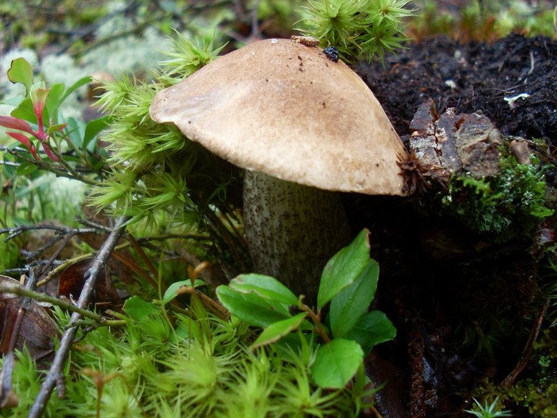 SL381172.JPG