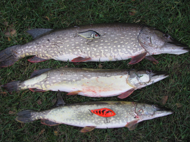 13.11.14 8.0+3.5+2.5kg.jpg