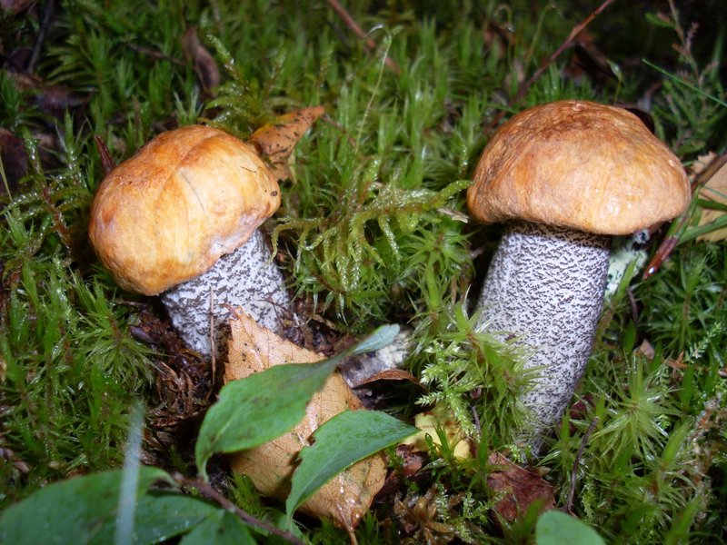 SL381616.JPG