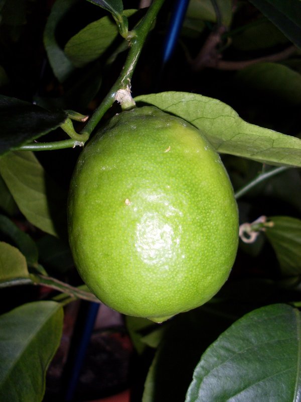 SL381676.JPG