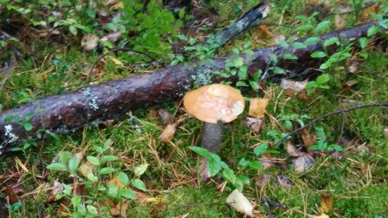 20150922_090537.jpg