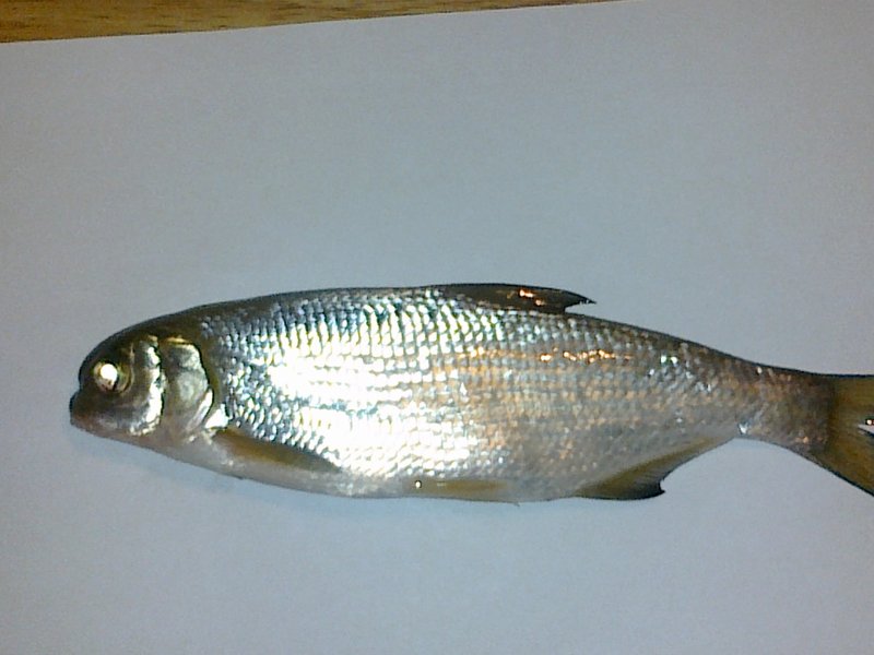 27032010043.jpg