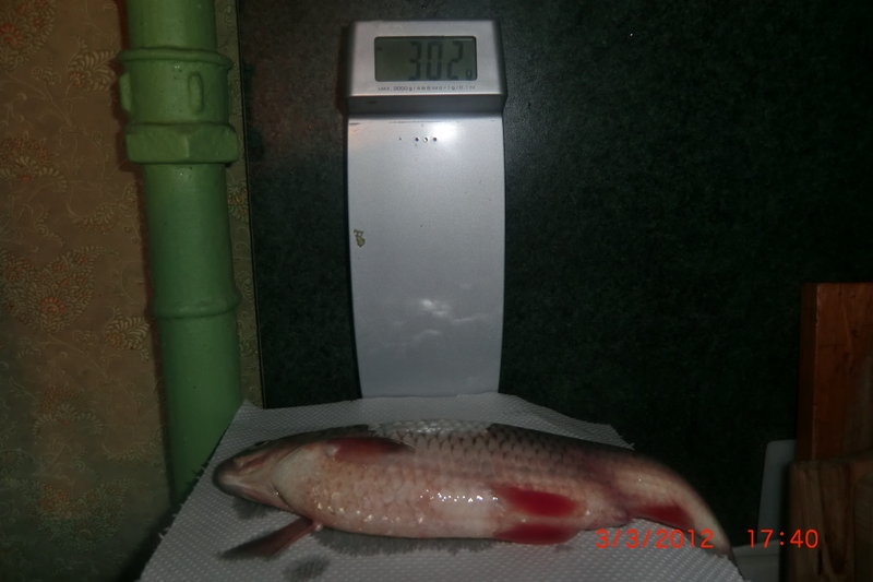 CIMG3353.JPG (3.93 МБ) 2013 просмотров плотва 303 грамма