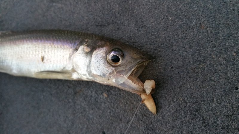 20160412_202811.jpg