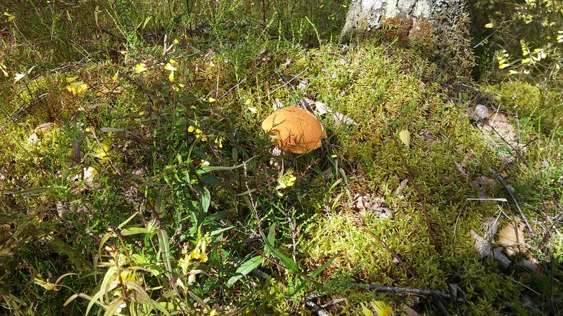20160712_101655.jpg