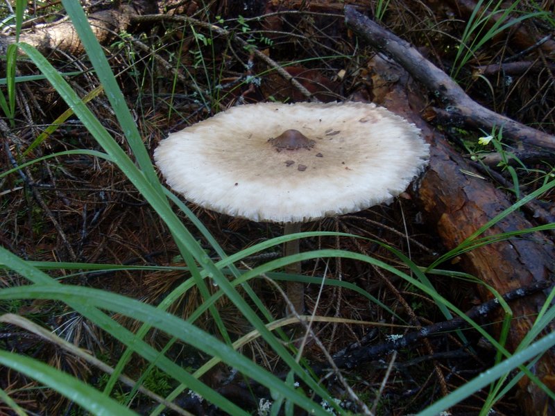 SL381878.JPG