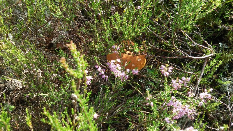 20160820_121706.jpg