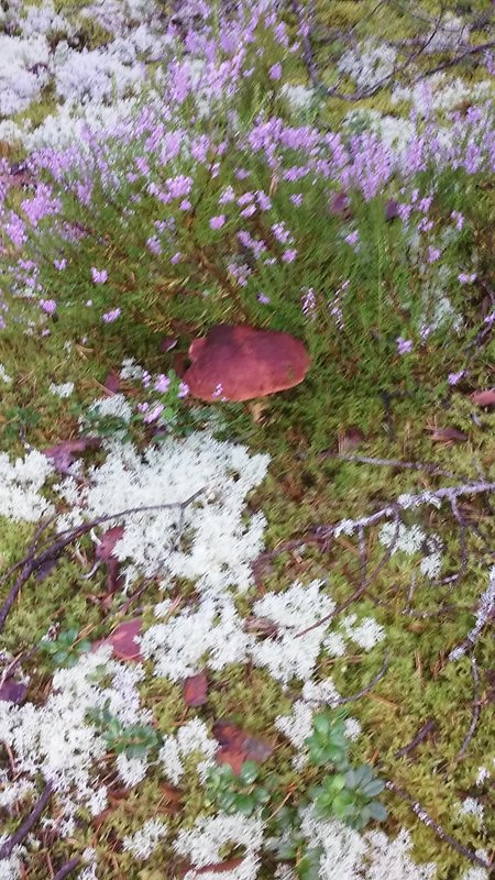 20160824_074454.jpg