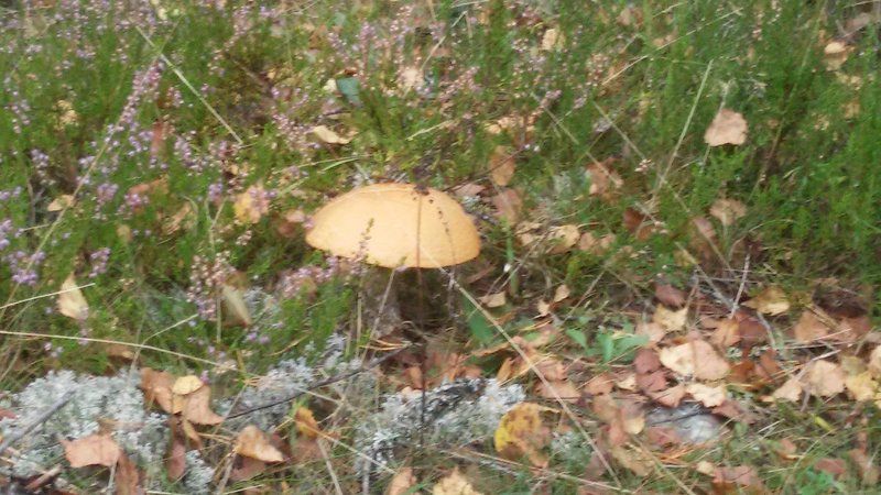 20160914_105914.jpg