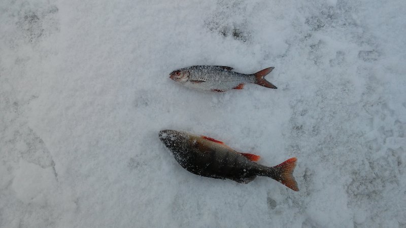 домой поехали