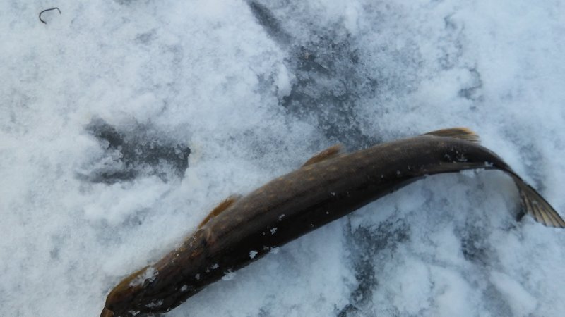 20170131_114435.jpg