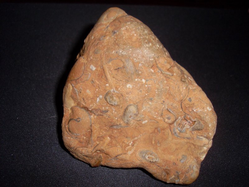 SL382157.JPG