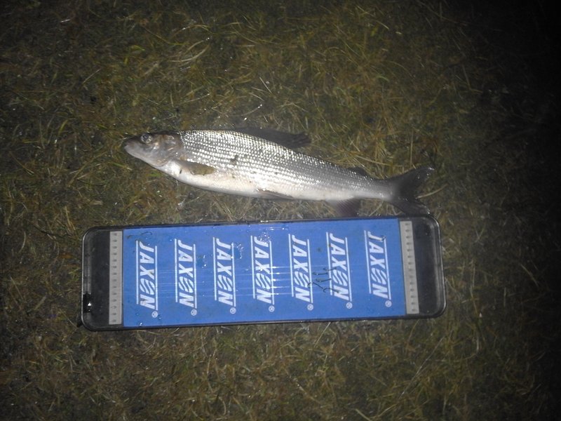 хариус1.jpg