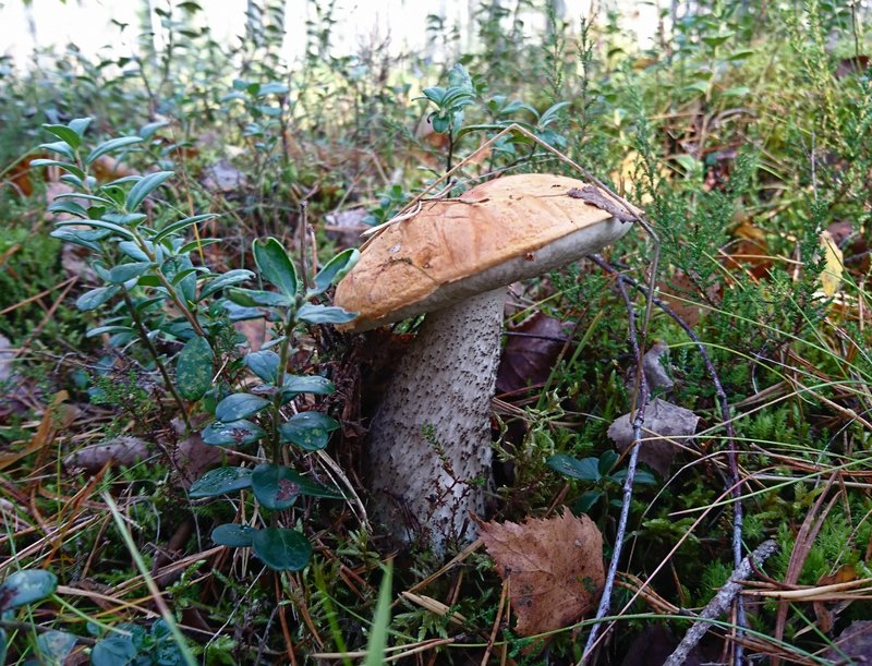 DSC_2146.JPG