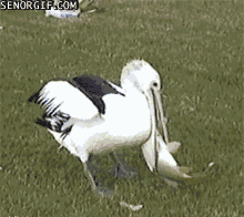 pelikan.gif