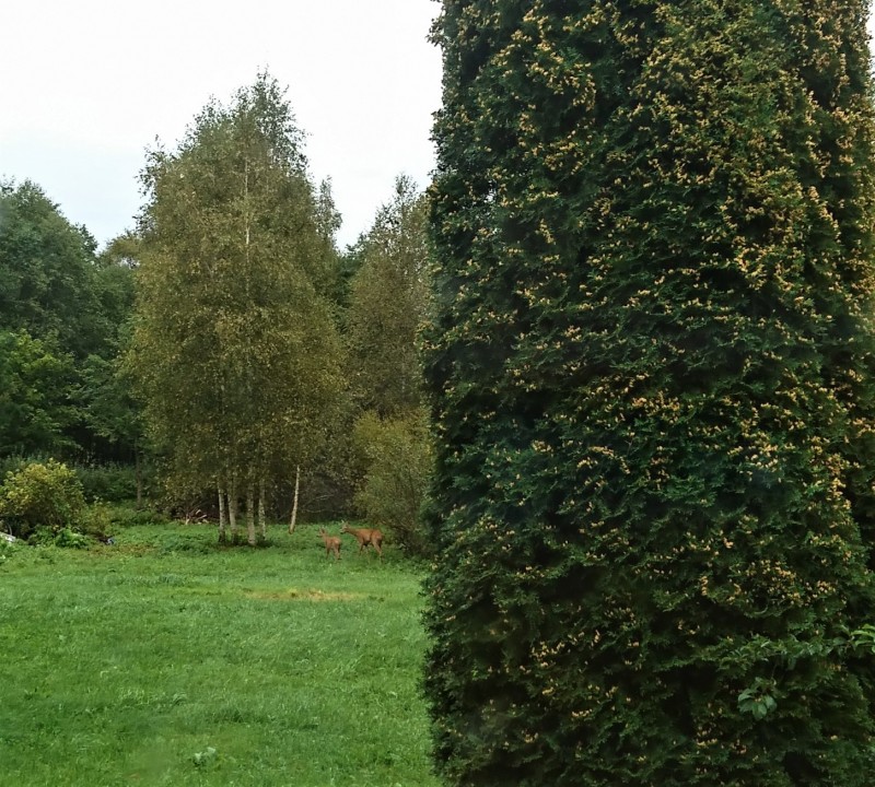 _20190908_114859.JPG
