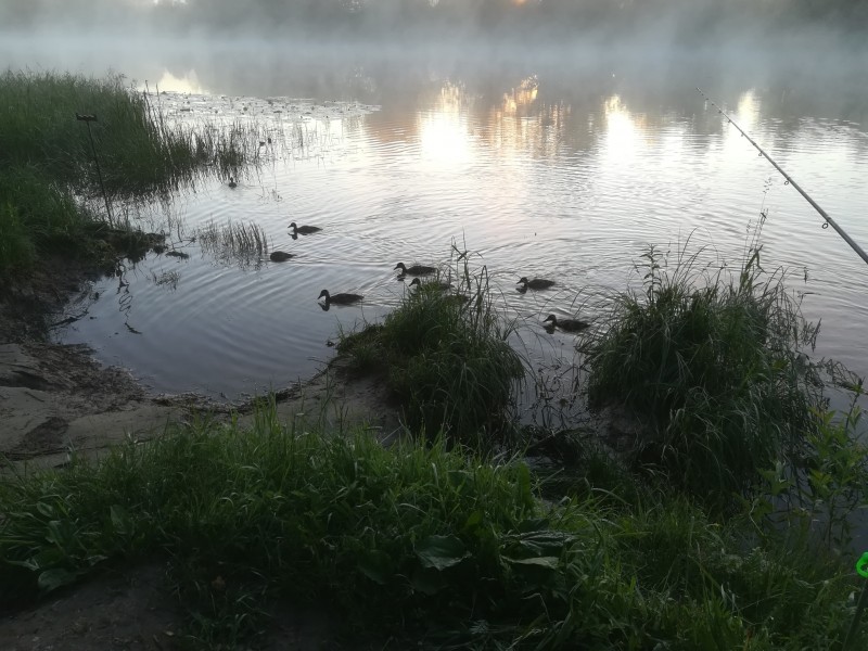 гости